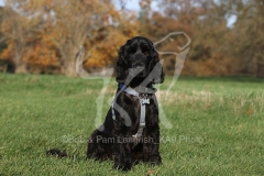 Spaniel - English Cocker