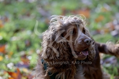 Spaniel - English Cocker