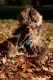 Spaniel - English Cocker