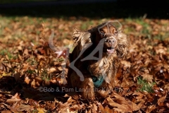 Spaniel - English Cocker