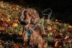 Spaniel - English Cocker