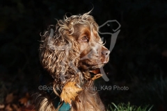 Spaniel - English Cocker