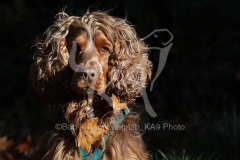 Spaniel - English Cocker