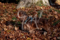 Spaniel - English Cocker