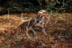 Spaniel - English Cocker