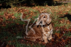 Spaniel - English Cocker