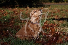 Spaniel - English Cocker