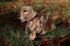 Spaniel - English Cocker