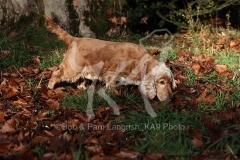 Spaniel - English Cocker