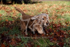 Spaniel - English Cocker