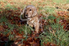 Spaniel - English Cocker