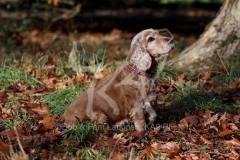 Spaniel - English Cocker