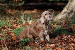 Spaniel - English Cocker