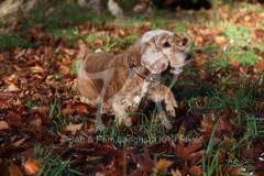 Spaniel - English Cocker