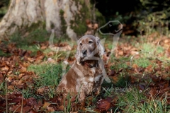 Spaniel - English Cocker