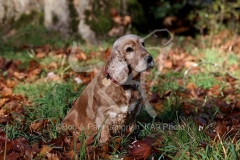 Spaniel - English Cocker