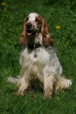 MW8Z7279Spaniel-English-Cocker