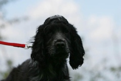 MW8Z7873Spaniel-English-Cocker