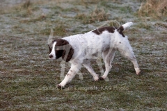 Spaniel - English Springer