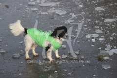 Spaniel - English Springer