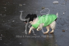 Spaniel - English Springer