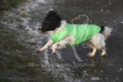 Spaniel - English Springer