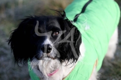 Spaniel - English Springer