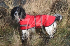 Spaniel - English Springer