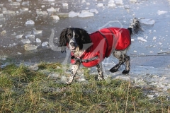 Spaniel - English Springer