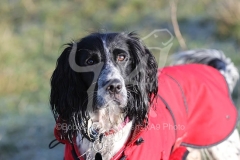 Spaniel - English Springer