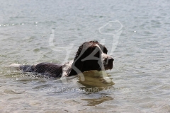 Spaniel - English Springer