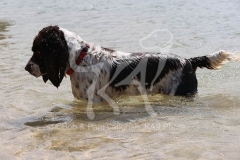 Spaniel - English Springer