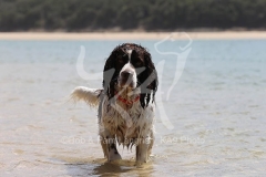 Spaniel - English Springer