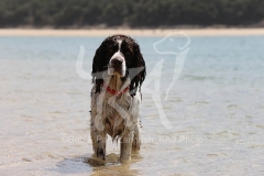 Spaniel - English Springer