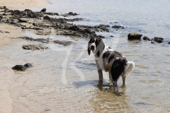 Spaniel - English Springer