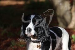 Spaniel - English Springer