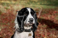 Spaniel - English Springer