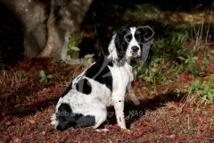 Spaniel - English Springer