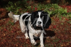 Spaniel - English Springer