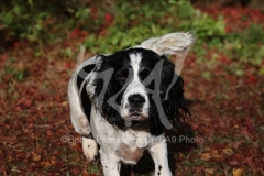 Spaniel - English Springer