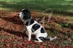 Spaniel - English Springer