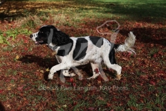 Spaniel - English Springer