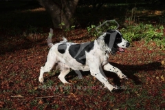 Spaniel - English Springer