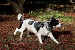 Spaniel - English Springer