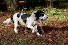 Spaniel - English Springer