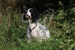 Spaniel - English Springer