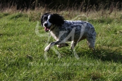 Spaniel - English Springer