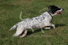 Spaniel - English Springer