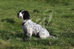 Spaniel - English Springer