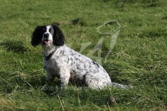 Spaniel - English Springer